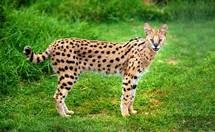Le Serval, ancêtre du chat Savannah