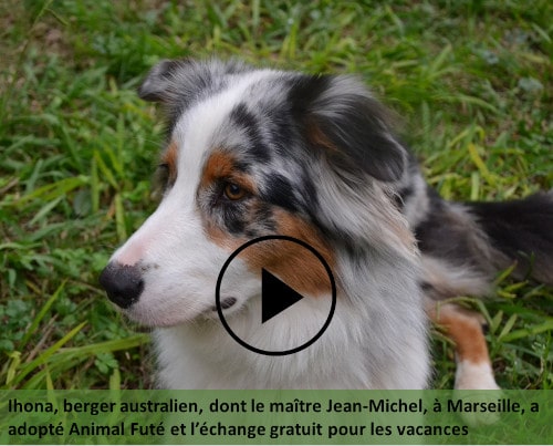 berger australien adhérent Animal Futé à Marseille