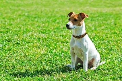 jack russel, une race de chien initialement appelée jack russel terrier