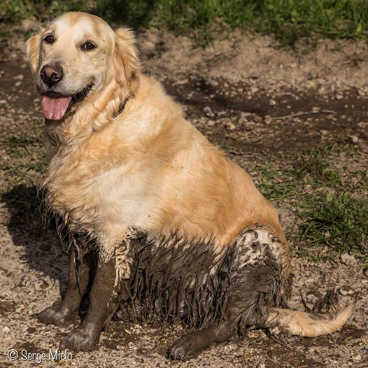 golden retriever chien le golden retriever tout sur cette race de chien animal fut 233 golden retriever chien le golden retriever tout sur cette race de chien animal fut 233