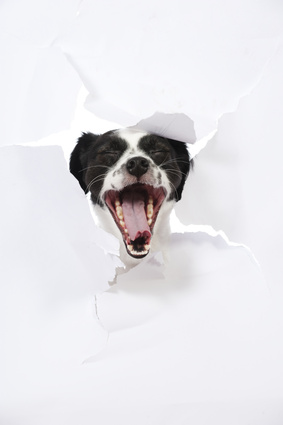 La vision d'Indy, chien écrivain, à propos des chiens qui La vision d'Indy, chien écrivain, à propos des chiens qui