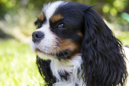 Race de chien Cavalier King Charles