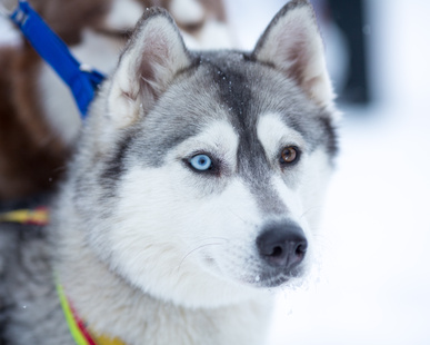 Race de chien, Husky de Sibérie aux yeux vairons