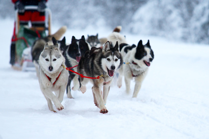 Races de chiens, Husky en traineau