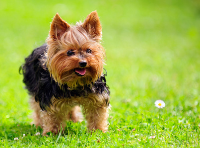 Races de chiens Yorkshire terrier