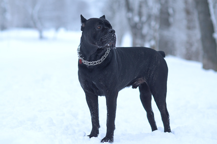 Race de chien, cane corso ou chien de cour italien