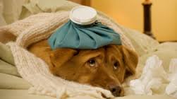 chien malade, assurance animaux