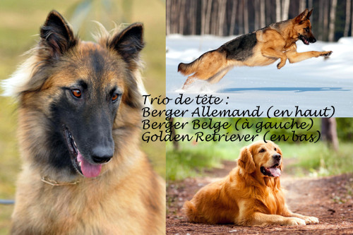 race de chien, trio de tete en 2014