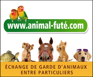 files/editeur/photo/Visuels et boutons Animal Fute/AF Rectangle-intégré-(300-x-250) sans nouveau.gif