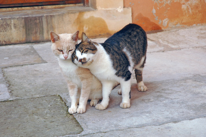 chats câlins pendant un échange de garde entre particuliers