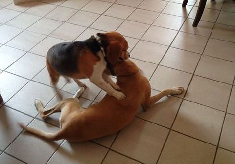 garde de chien entre particuliers, échange près de Paris