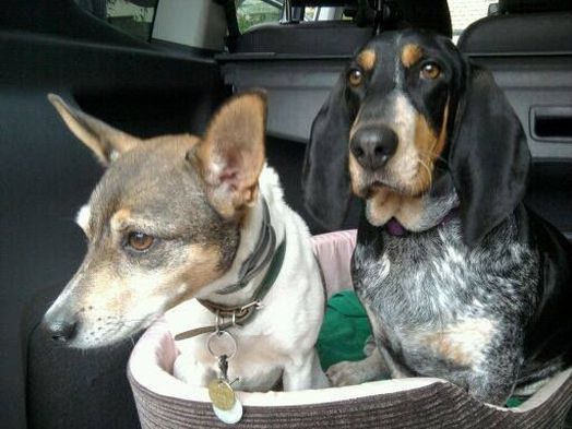 Garde chien Lyon, échange entre particuliers Gatsby et Athena