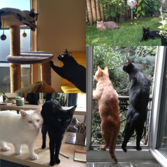 garde de chat, échanges Animal Futé entre particuliers