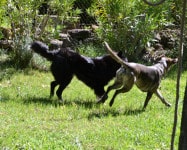 échange de garde de chien entre particuliers Filou et Lena