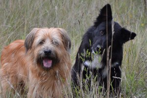 garde de chien entre particuliers, échange