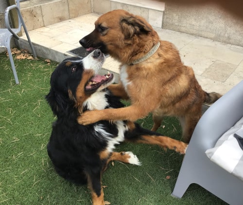 garde de chiens à Salon de Provence, échange de Dominique