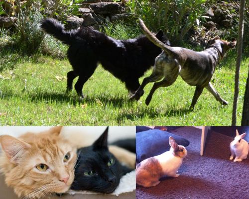 Chiens, chats, NACs et échange de garde Animal Futé