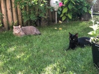 garde de chats gratuite à Paris, échange, dans un jardin