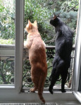 garde chats debout à la fenêtre, échange gratuit Animal Futé de Delphine
