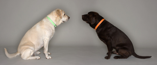 garde-chien-Bordeaux-echange-entre-particuliers