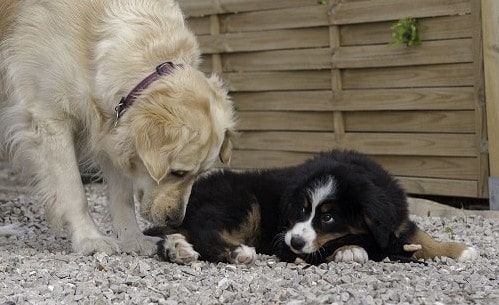 garde de chien à Marseille, photo de Serge