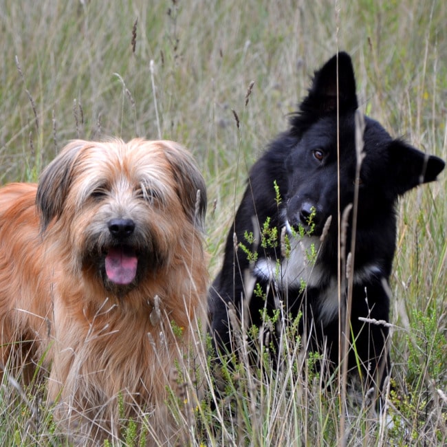 garde de chien à Nantes, échange