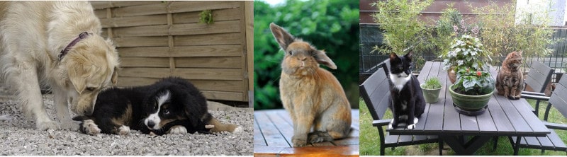 garde chien chat NAC, photos d'échanges gratuits Animal Futé