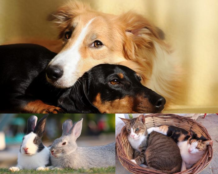 garde-chien-chat-lapin-particulier-Bordeaux-echange