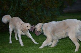 garde chien particulier, échange et jeux Canelle Eluna