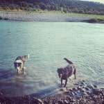 garde de chien gratuite à Grenoble, Tara et Eugène 