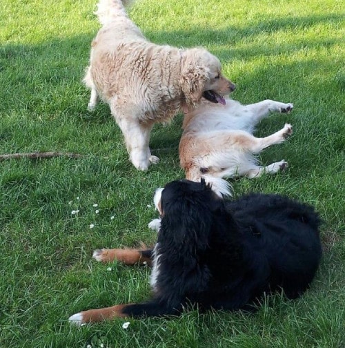 garde de chien gratuite, échange de Laetitia dans l'Oise