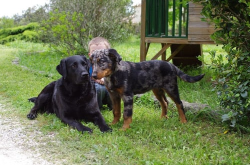 garde de chien à Nîmes, échange gratuit entre Ijka et Bella