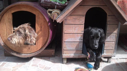 garde chien particulier, échange entre Franky et Ilda près de Bordeaux