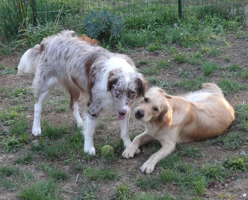 garde de chiens entre particuliers, échange de Solène à Toulouse