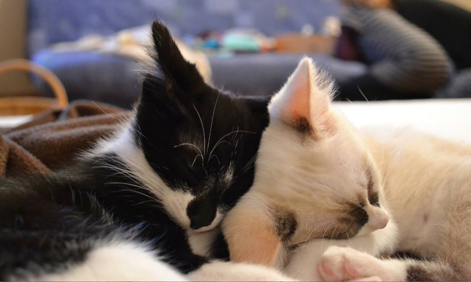 garde-de-chat-entre-particuliers-echange-Linou-Domino