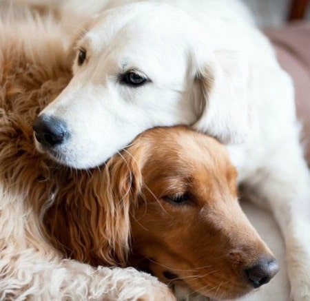 garde de chien, échange entre particuliers
