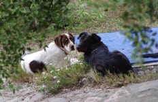 garde chien particulier à Nîmes, échange Ijka et Happy