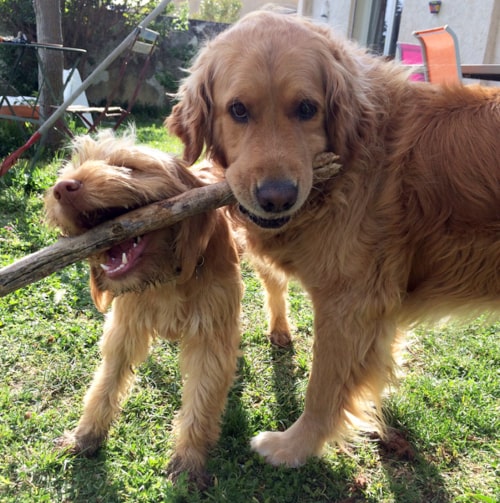 garde de chien gratuite Animal Futé à Aix-en-Provence, échange entre Eliott et Pomme