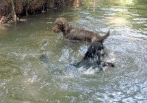 garde chien particulier échange près de Bordeaux