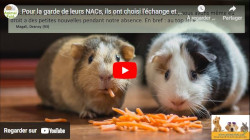 garde de cochon d'inde et NAC, avis Animal Futé