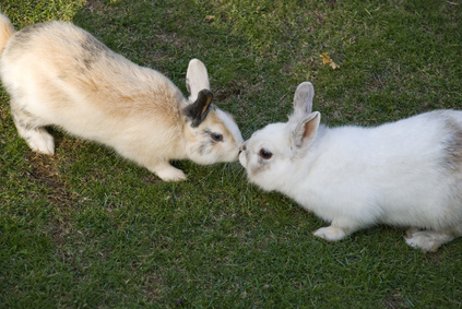 garde de lapin entre particuliers, l'échange