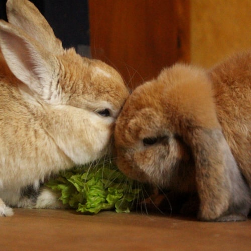 garde de lapin à Paris, échange gratuit Animal Futé de Chloé