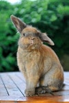 garde lapin Solène à Toulouse 