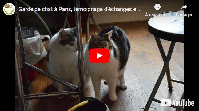 garde de chat à Paris, témoignage d'échange de Tiziana