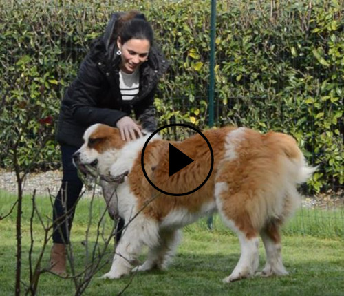 garde de chien gratuite à Nantes, Caroline témoigne pour son St Bernard