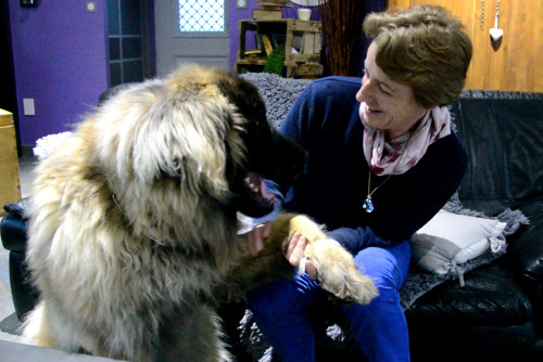 garde de chien léonberg, interview d'une adhérente Animal Futé à Vertou 44 par la fondatrice du site