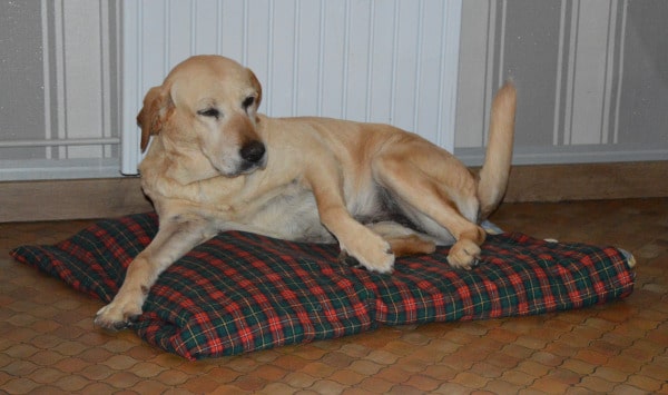 garde de chien: labrador Uxanne, adhérent Animal Futé