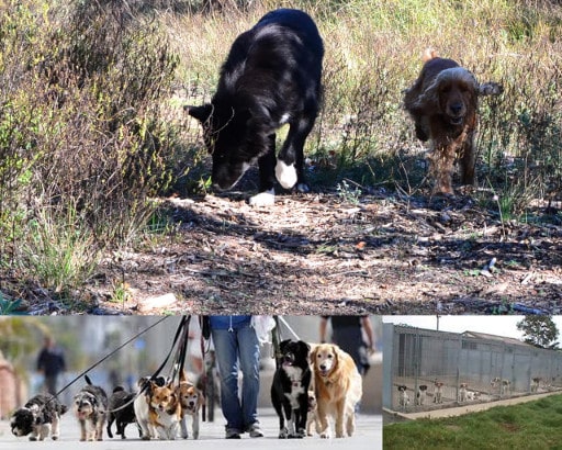 Garde d'animaux, les différentes formules