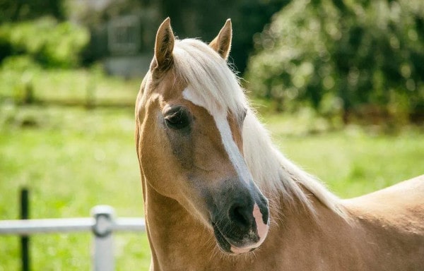 garde de cheval