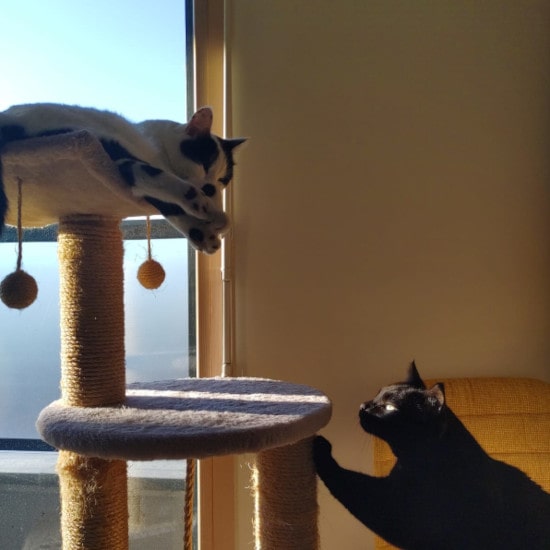 garde de chat à Lyon, échange Animal Futé